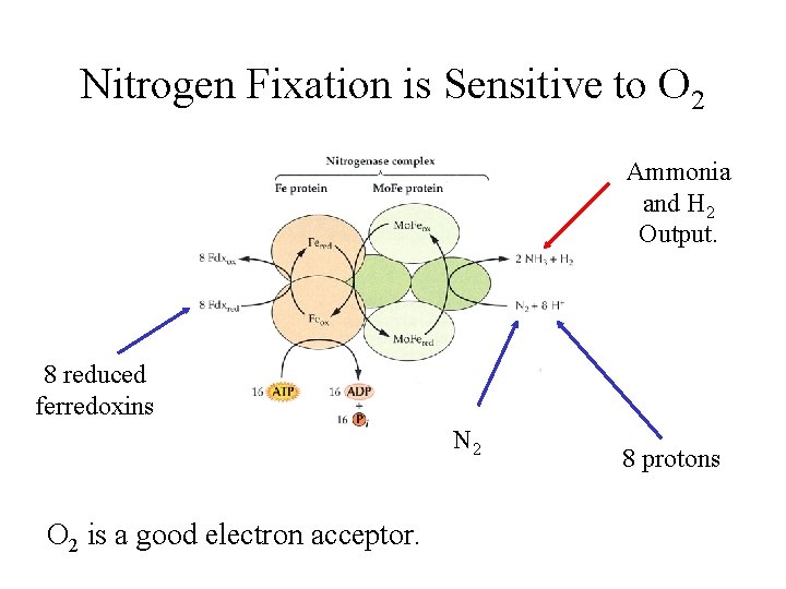 Nitrogen Fixation is Sensitive to O 2 Ammonia and H 2 Output. 8 reduced