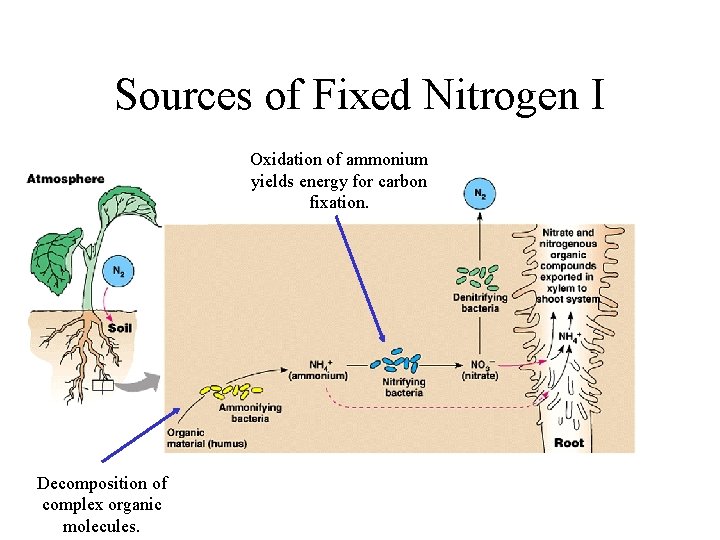 Sources of Fixed Nitrogen I Oxidation of ammonium yields energy for carbon fixation. Decomposition