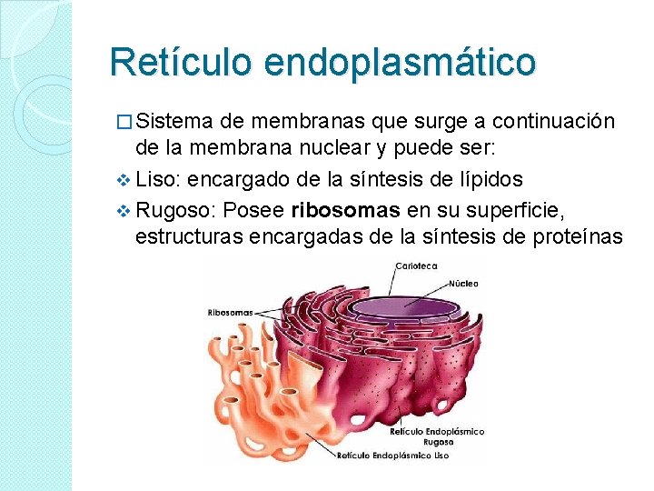 Retículo endoplasmático � Sistema de membranas que surge a continuación de la membrana nuclear