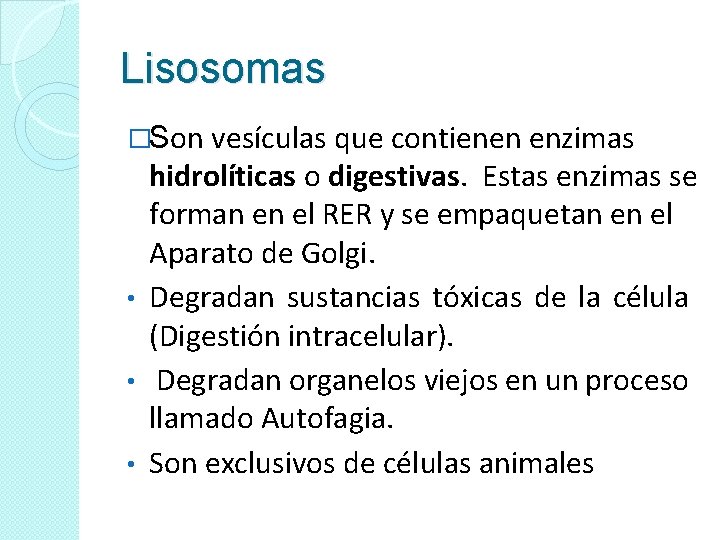 Lisosomas �Son vesículas que contienen enzimas hidrolíticas o digestivas. Estas enzimas se forman en