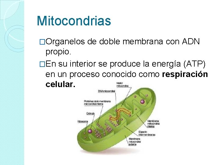 Mitocondrias �Organelos de doble membrana con ADN propio. �En su interior se produce la