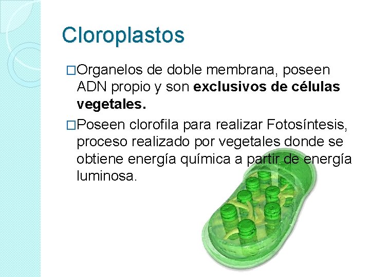 Cloroplastos �Organelos de doble membrana, poseen ADN propio y son exclusivos de células vegetales.