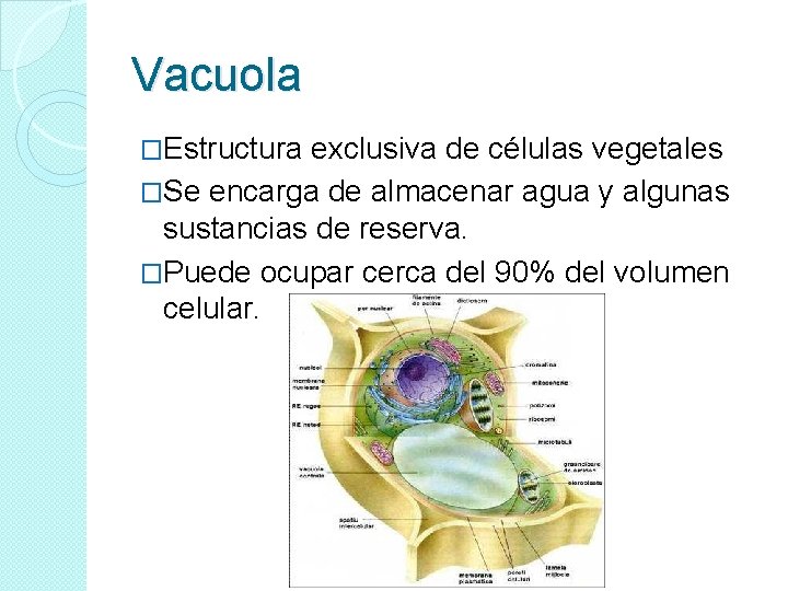 Vacuola �Estructura exclusiva de células vegetales �Se encarga de almacenar agua y algunas sustancias