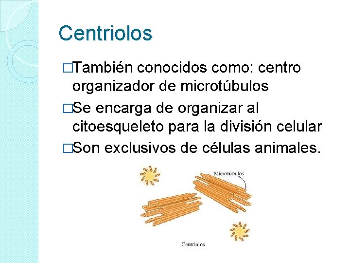 Centriolos �También conocidos como: centro organizador de microtúbulos �Se encarga de organizar al citoesqueleto