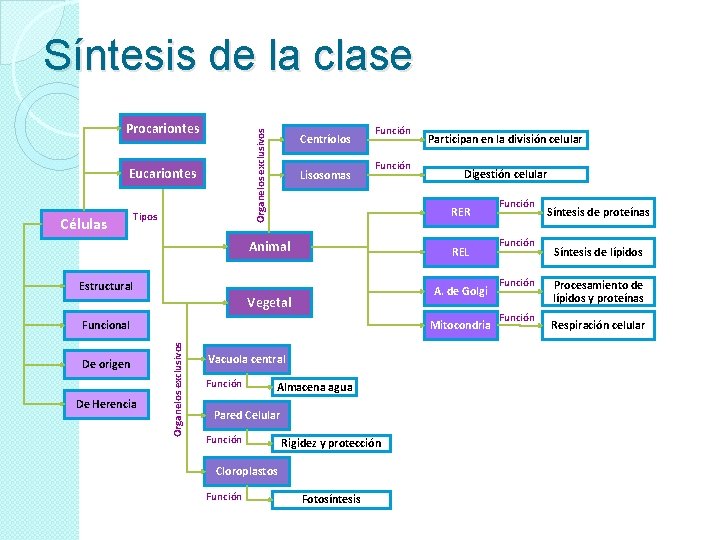 Síntesis de la clase Organelos exclusivos Procariontes Eucariontes Células Tipos Centríolos Lisosomas Función REL