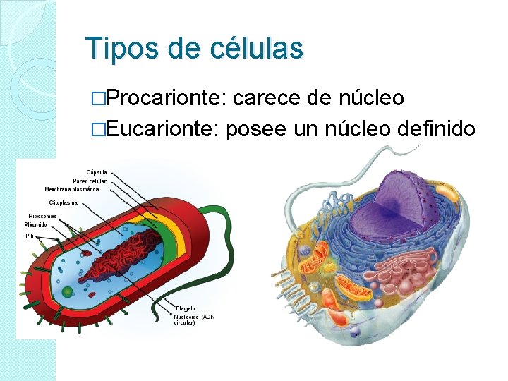 Tipos de células �Procarionte: carece de núcleo �Eucarionte: posee un núcleo definido 