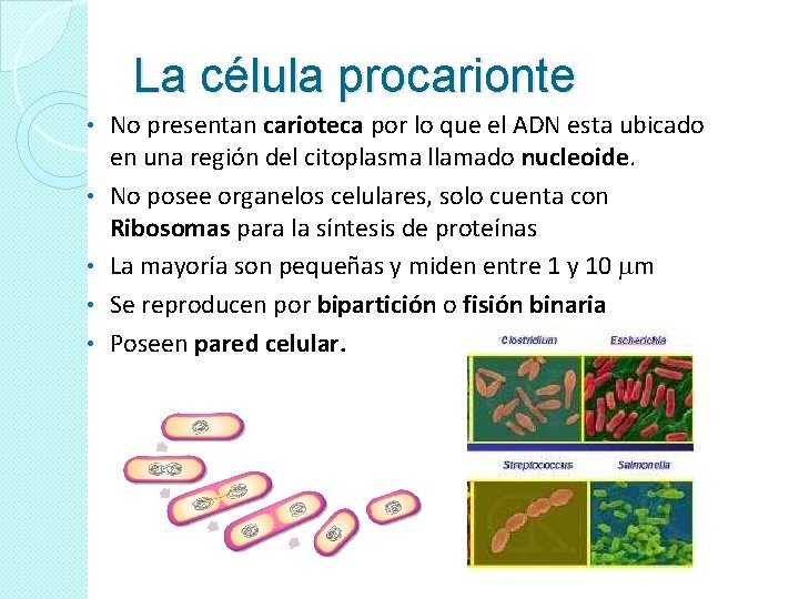 La célula procarionte • • • No presentan carioteca por lo que el ADN