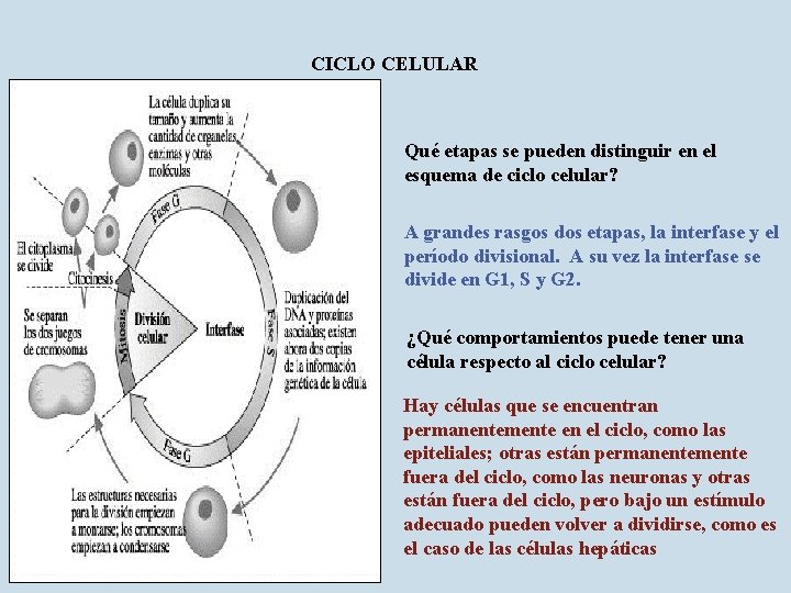 CICLO CELULAR Qué etapas se pueden distinguir en el esquema de ciclo celular? A