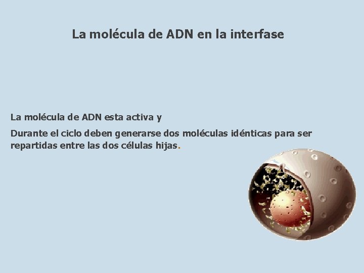 La molécula de ADN en la interfase La molécula de ADN esta activa y