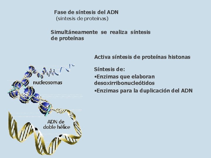 Fase de síntesis del ADN (síntesis de proteínas) Simultáneamente se realiza síntesis de proteínas