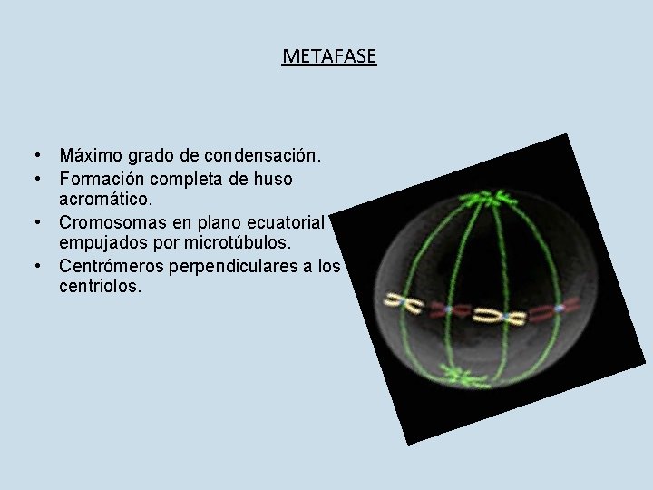 METAFASE • Máximo grado de condensación. • Formación completa de huso acromático. • Cromosomas