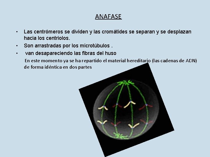 ANAFASE • Las centrómeros se dividen y las cromátides se separan y se desplazan