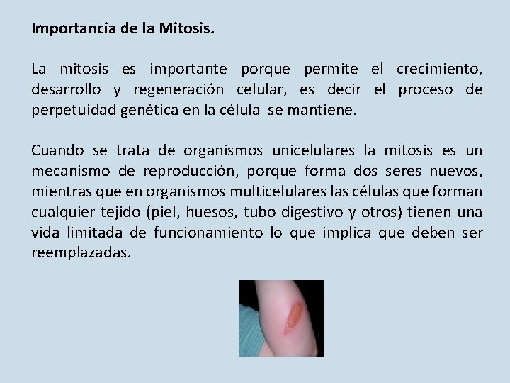 Importancia de la Mitosis. La mitosis es importante porque permite el crecimiento, desarrollo y