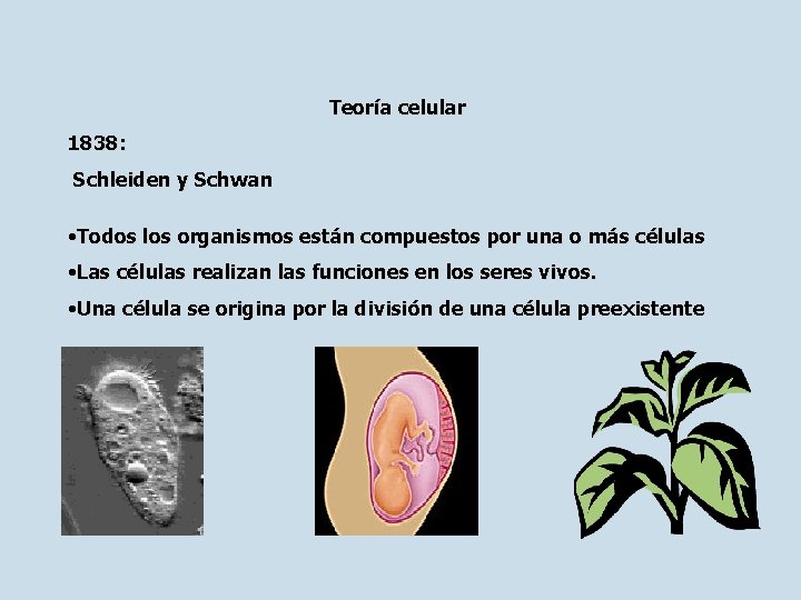 Teoría celular 1838: Schleiden y Schwan • Todos los organismos están compuestos por una