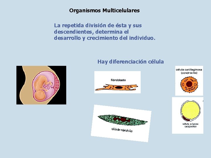 Organismos Multicelulares La repetida división de ésta y sus descendientes, determina el desarrollo y