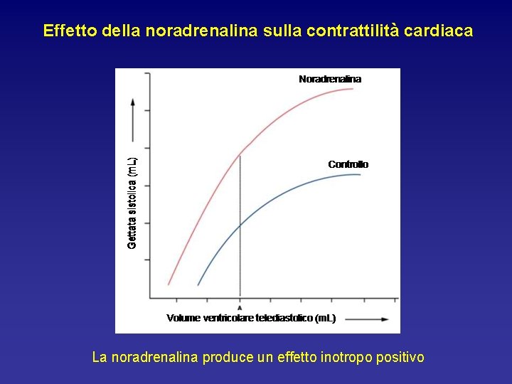 Effetto della noradrenalina sulla contrattilità cardiaca La noradrenalina produce un effetto inotropo positivo 