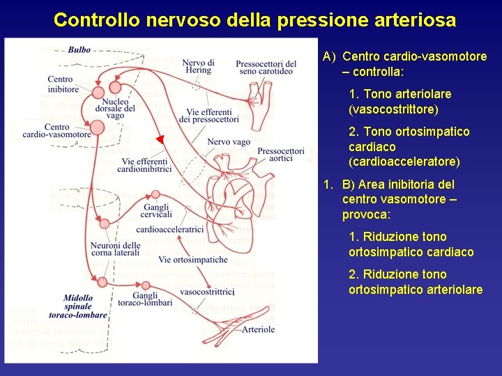 Controllo nervoso della pressione arteriosa A) Centro cardio-vasomotore – controlla: 1. Tono arteriolare (vasocostrittore)