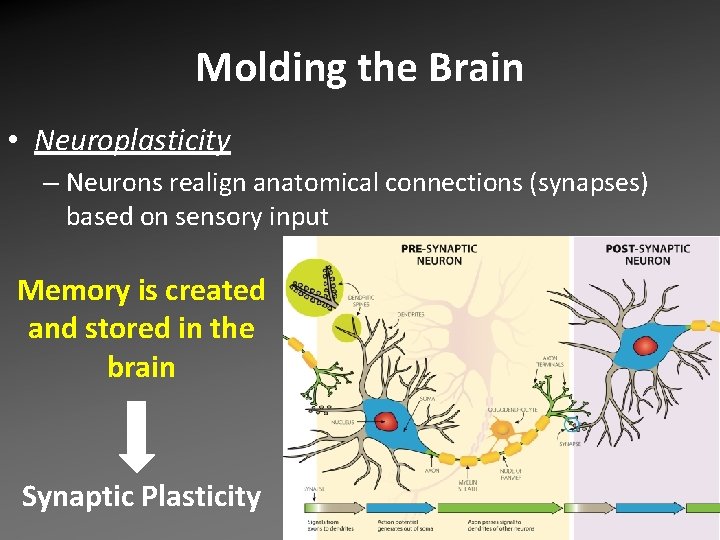 Molding the Brain • Neuroplasticity – Neurons realign anatomical connections (synapses) based on sensory Molding the Brain • Neuroplasticity – Neurons realign anatomical connections (synapses) based on sensory