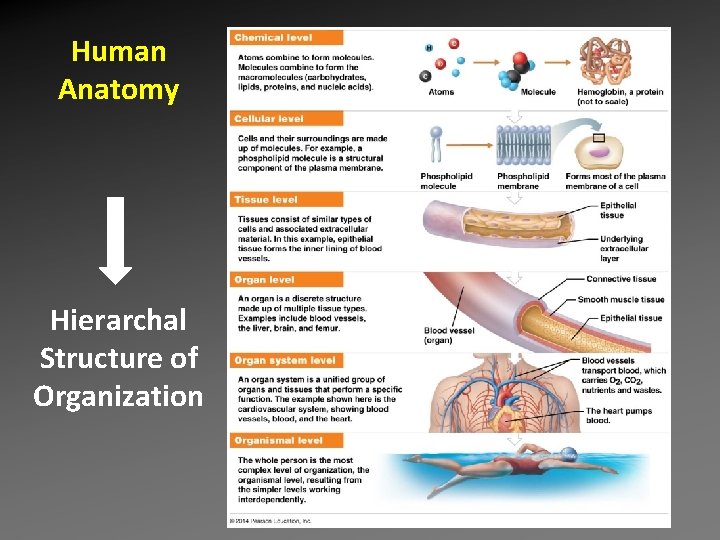 Human Anatomy Hierarchal Structure of Organization Human Anatomy Hierarchal Structure of Organization