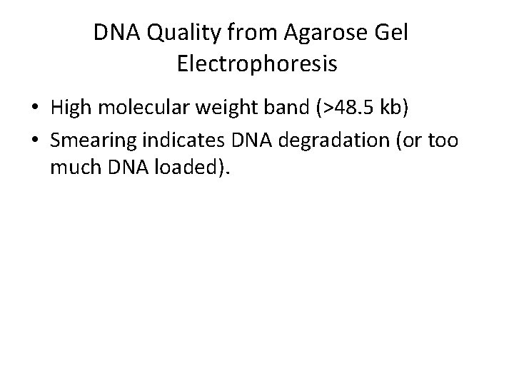 DNA Quality from Agarose Gel Electrophoresis • High molecular weight band (>48. 5 kb)