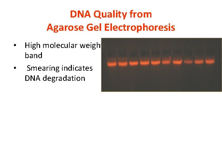 DNA Quality from Agarose Gel Electrophoresis • High molecular weight band • Smearing indicates