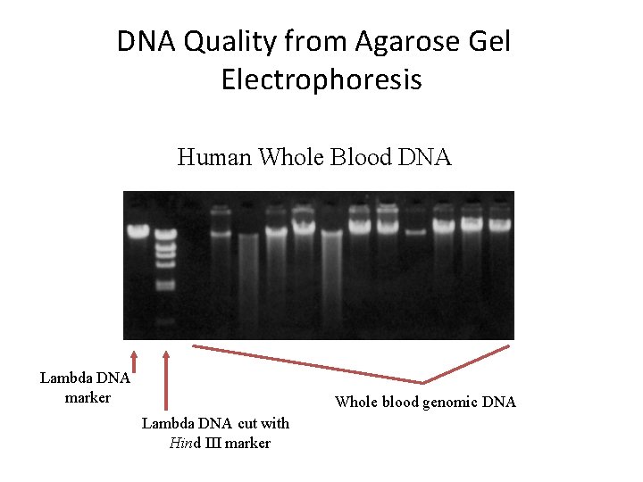 DNA Quality from Agarose Gel Electrophoresis Human Whole Blood DNA Lambda DNA marker Whole
