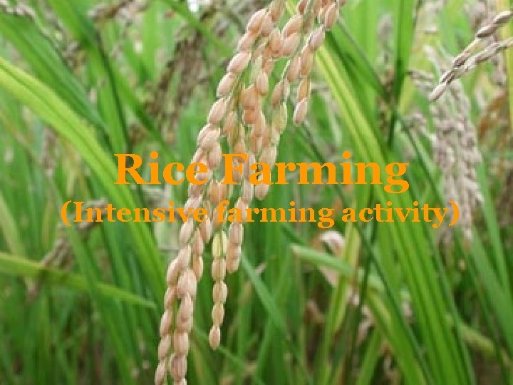 Rice Farming (Intensive farming activity) 