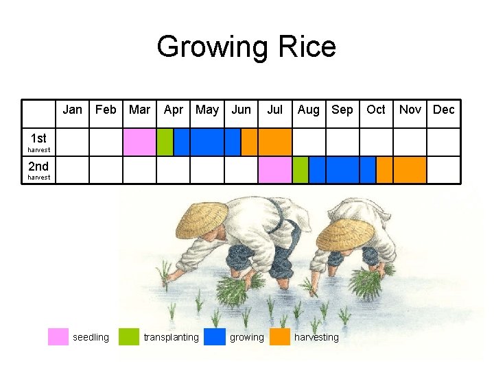 Growing Rice 　　　　　　　 Jan Feb Mar Apr May Jun Jul Aug Sep 1 st