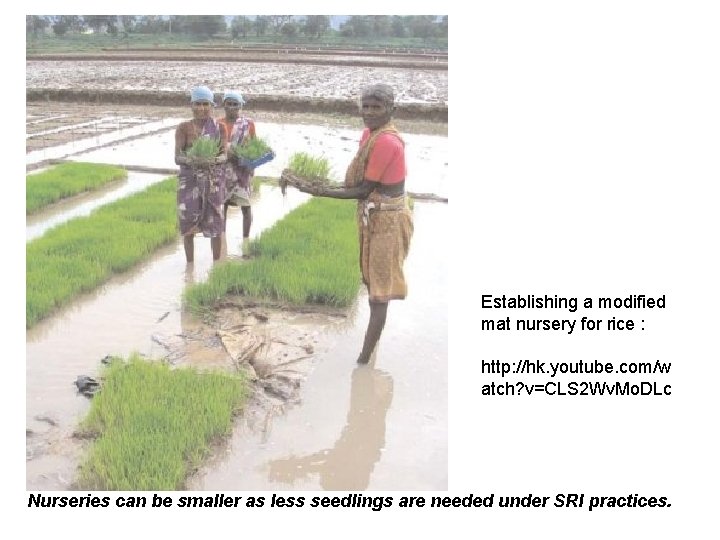 Establishing a modified mat nursery for rice : http: //hk. youtube. com/w atch? v=CLS