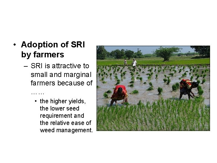 • Adoption of SRI by farmers – SRI is attractive to small and