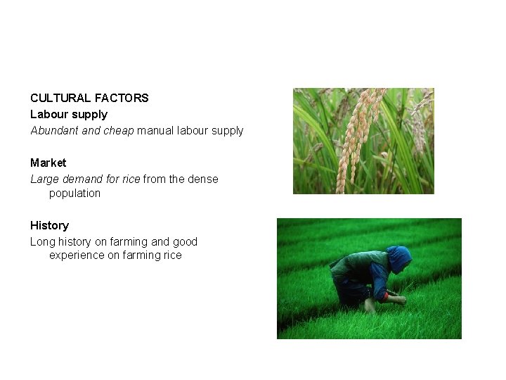 CULTURAL FACTORS Labour supply Abundant and cheap manual labour supply Market Large demand for