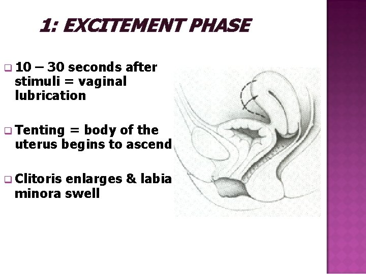 1: EXCITEMENT PHASE q 10 – 30 seconds after stimuli = vaginal lubrication q