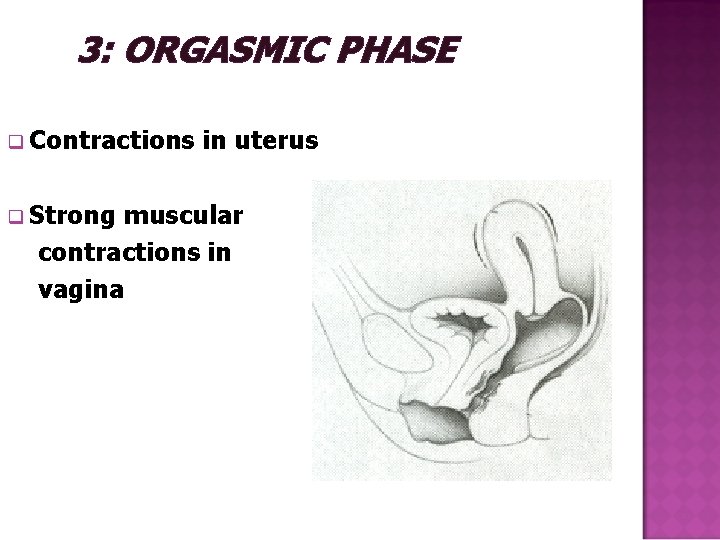  3: ORGASMIC PHASE q Contractions in uterus q Strong muscular contractions in vagina