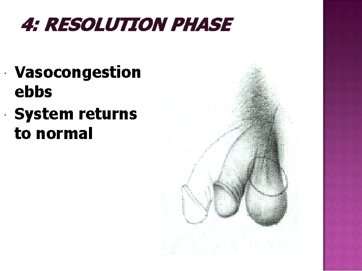 4: RESOLUTION PHASE Vasocongestion ebbs System returns to normal 