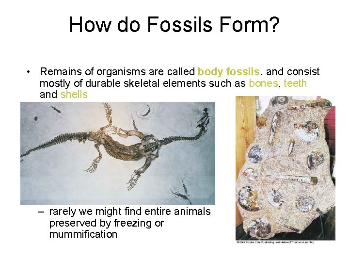 How do Fossils Form? • Remains of organisms are called body fossils. and consist