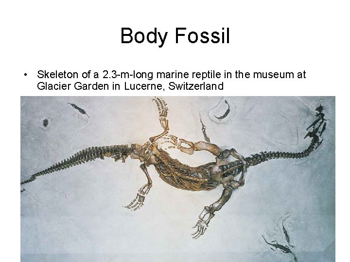 Body Fossil • Skeleton of a 2. 3 -m-long marine reptile in the museum