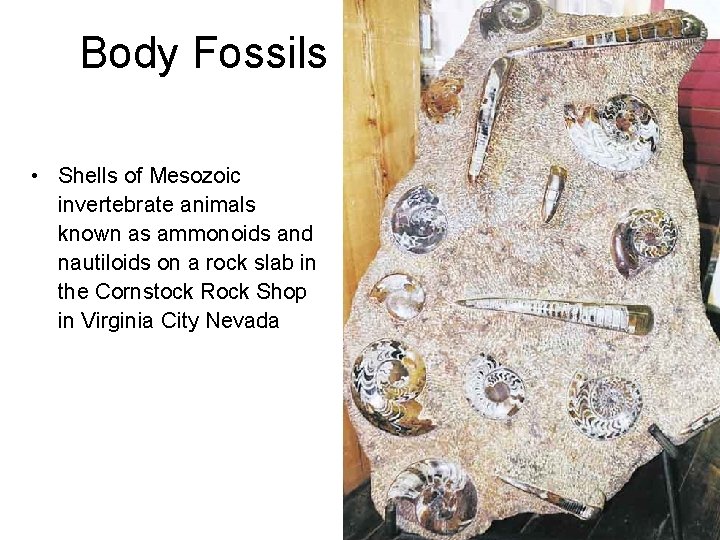 Body Fossils • Shells of Mesozoic invertebrate animals known as ammonoids and nautiloids on
