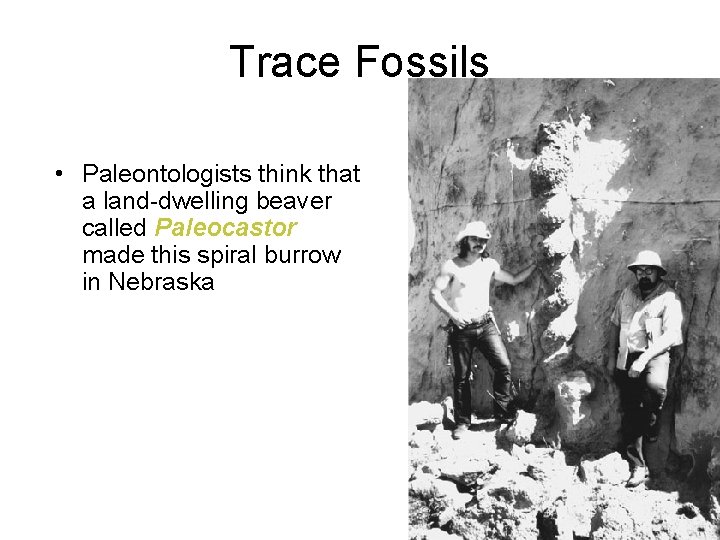 Trace Fossils • Paleontologists think that a land-dwelling beaver called Paleocastor made this spiral