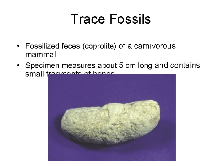 Trace Fossils • Fossilized feces (coprolite) of a carnivorous mammal • Specimen measures about