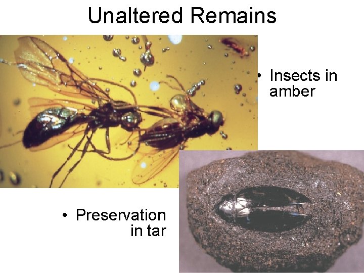Unaltered Remains • Insects in amber • Preservation in tar 