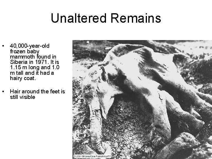 Unaltered Remains • 40, 000 -year-old frozen baby mammoth found in Siberia in 1971.