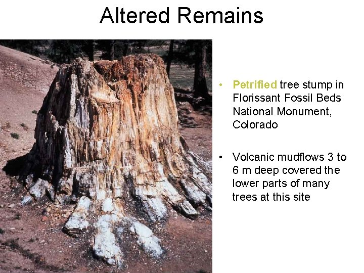 Altered Remains • Petrified tree stump in Florissant Fossil Beds National Monument, Colorado •