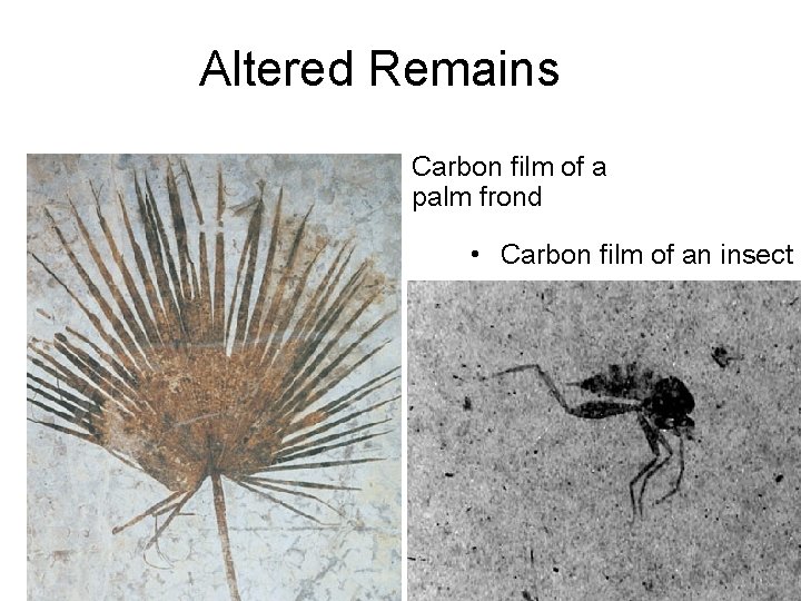 Altered Remains • Carbon film of a palm frond • Carbon film of an