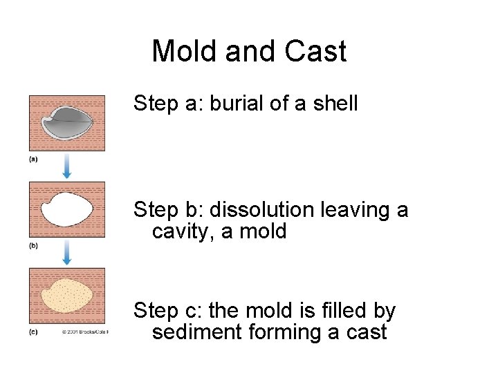 Mold and Cast Step a: burial of a shell Step b: dissolution leaving a
