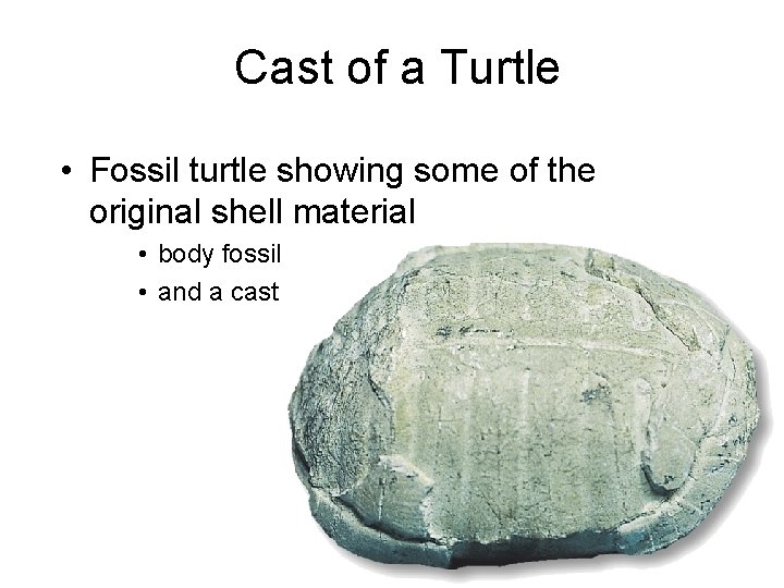 Cast of a Turtle • Fossil turtle showing some of the original shell material