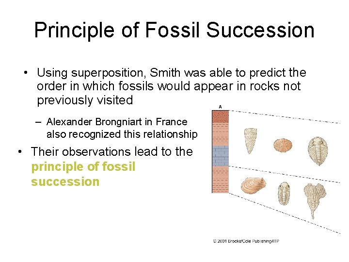 Principle of Fossil Succession • Using superposition, Smith was able to predict the order