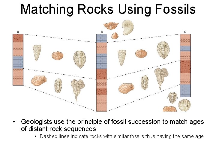 Matching Rocks Using Fossils • Geologists use the principle of fossil succession to match