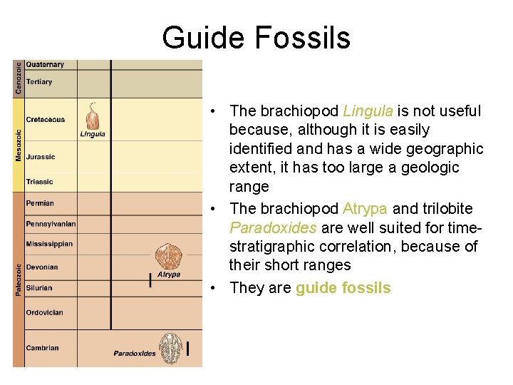 Guide Fossils • The brachiopod Lingula is not useful because, although it is easily
