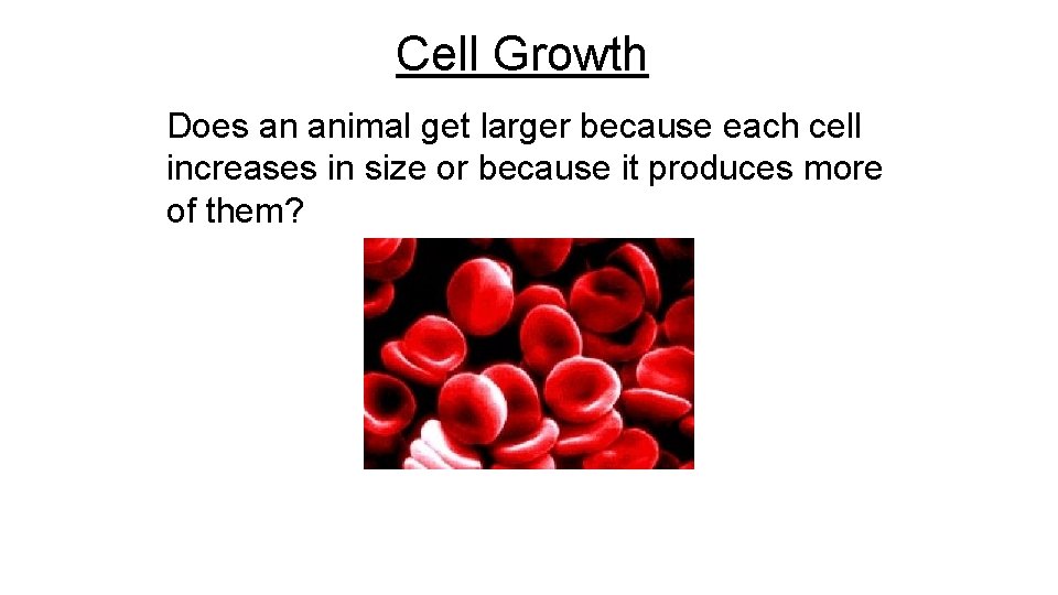 Cell Growth Does an animal get larger because each cell increases in size or