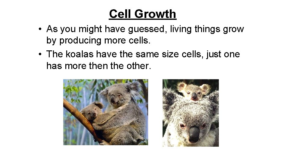 Cell Growth • As you might have guessed, living things grow by producing more